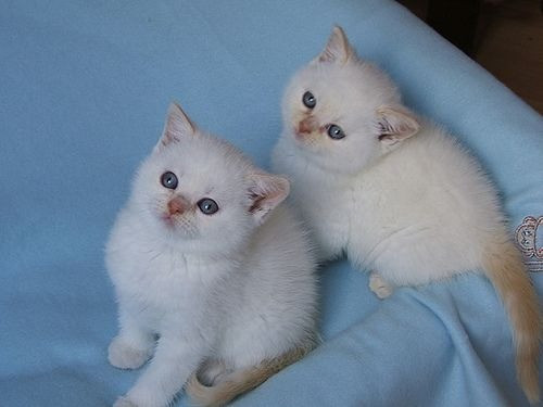 Gccf Ragdoll-Kätzchen, Jungen und Mädchen, Seal Magdeburg - photo 1