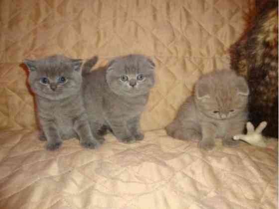 Gesunde Scottish Fold-Kätzchen zu verkaufen Дрезден