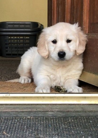 Wunderschöne Golden Retriever-Welpen Hamburg - изображение 1