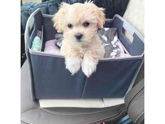 Щенки Sweet Maltipoo, выращенные в домашних условиях Потсдам