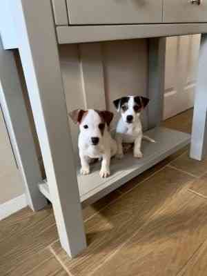 Jack Russel-Welpen suchen ein neues Zuhause. Mainz