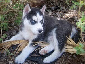 Siberian Huskies-Welpe Duesseldorf - photo 1