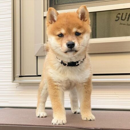 Entzückende Shiba Inu-Welpen Ганновер - изображение 1