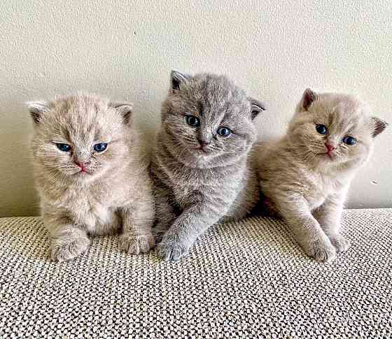 British Short Hair Kittens Берлин