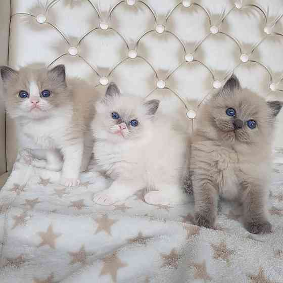 Ragdoll kittens Берлін