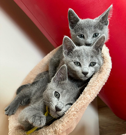 Russian Blue Kittens Берлин - изображение 1