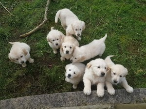 Kostbare, süße Golden Retriever-Welpen Schwerin - photo 1