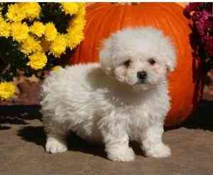 Bichon Frise-Welpen Berlin