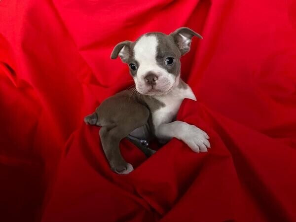 Boston Terrier Welpen Гамбург - изображение 1