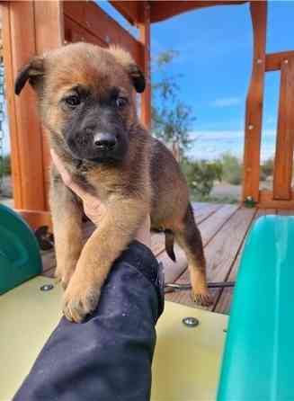 Belgische Malinois-Welpen Hamburg