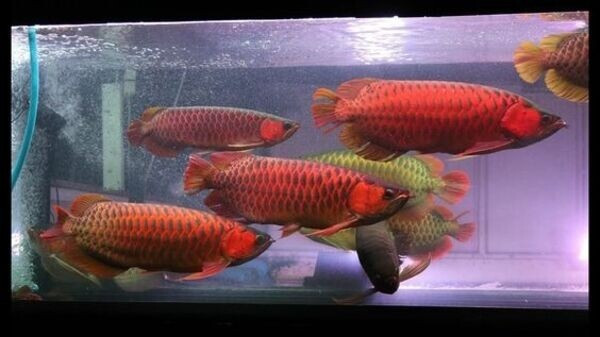 Arowana-Fisch. Hamburg - photo 1