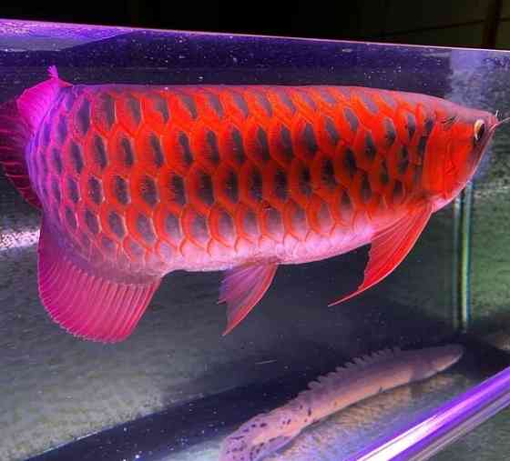 Arowana-Fisch. Mainz