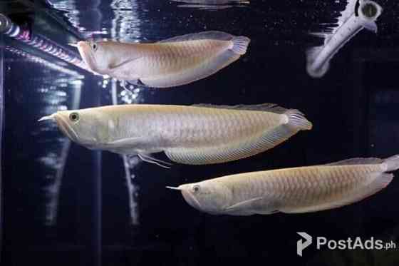 Arowana-Fisch. Саарбрюккен