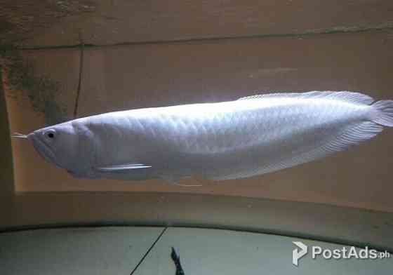 Arowana-Fisch. Schwerin