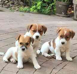 Jack Russell Welpen für liebevolle Familien. Dresden