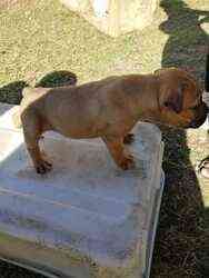 Reinrassige Boerboel-Welpen mit Stammbaum Шверин