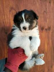 Australian Shepherd Welpen verfügbar Bremen - изображение 1