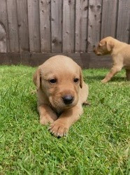 Süße Labradorwelpen zu verkaufen Дрезден - изображение 1