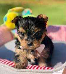 Wunderschöne reinrassige Yorkshire Terrier Sliky Pups Саарбрюккен