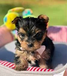 Wunderschöne reinrassige Yorkshire Terrier Sliky Pups Saarbrücken - изображение 1