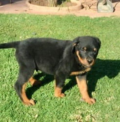 Reinrassige Rottweilerwelpen mit großem Kopf zu verkaufen Saarbrücken - изображение 1