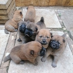 Schöne reinrassige Chow-Chow-Welpen (weiblich und männlich) zu verkaufen. Wiesbaden - photo 1