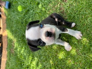 Boston Terrier Welpen zu verkaufen Bremen - изображение 1