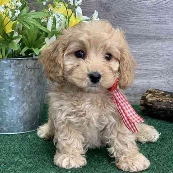 Щенки Sweet Maltipoo, выращенные в домашних условиях Эрфурт