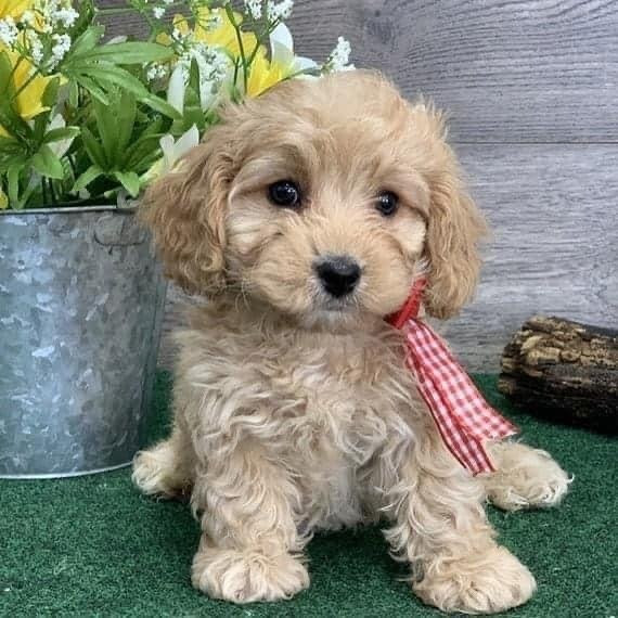 Щенки Sweet Maltipoo, выращенные в домашних условиях Ерфурт - изображение 1