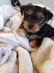 Exquisite Yorkie-Welpen suchen liebevolle Zuhause! Munich