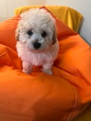 Bichon Frise Welpen zu verkaufen Wiesbaden - photo 1