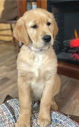 Registrierte Golden Retriever-Welpen Bremen - изображение 1