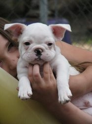 Französische Bulldoggenwelpen verfügbar Wiesbaden - photo 1