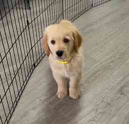 Golden Retriever Welpen Magdeburg