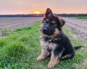 Deutscher Schäferhund zu verkaufen Dresden - photo 1