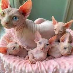 Schöne Sphynx-Kätzchen bereit für ihr neues Zuhause Hannover - изображение 1