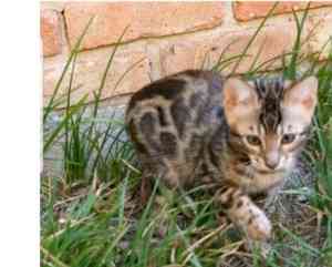 Schönes Bengalkätzchen zur Adoption. Wiesbaden