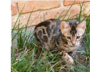 Schönes Bengalkätzchen zur Adoption. Wiesbaden - изображение 1