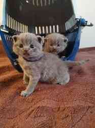 Scottish Fold Kätzchen verfügbar Ерфурт