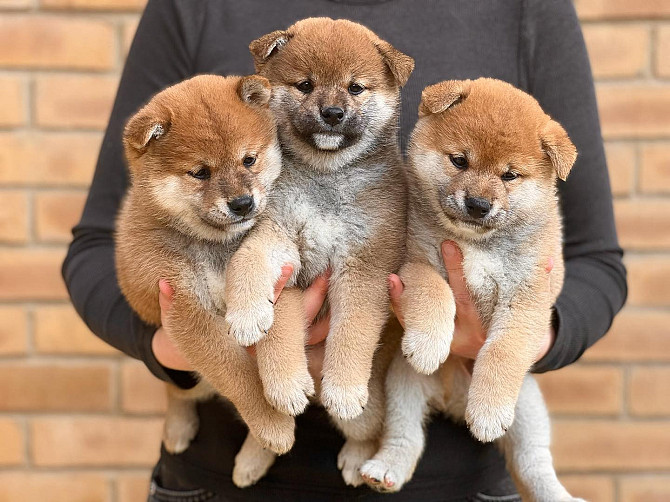 Shiba Inu Puppies Берлін - изображение 1