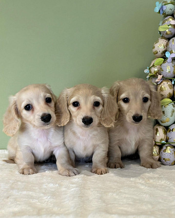 Dachshund Puppies Berlin - photo 1