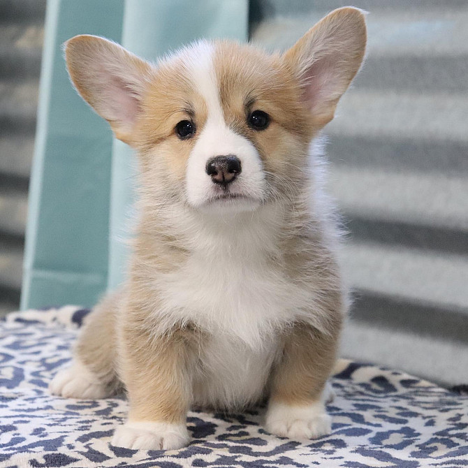 Corgi Puppies Berlin - photo 1