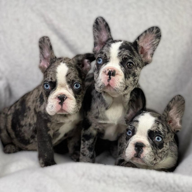 French Bulldog Puppies Berlin - photo 1