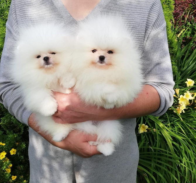 Pomeranian Puppies Берлин - изображение 1