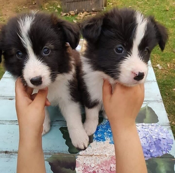 Border Collie Puppies Berlin - photo 1