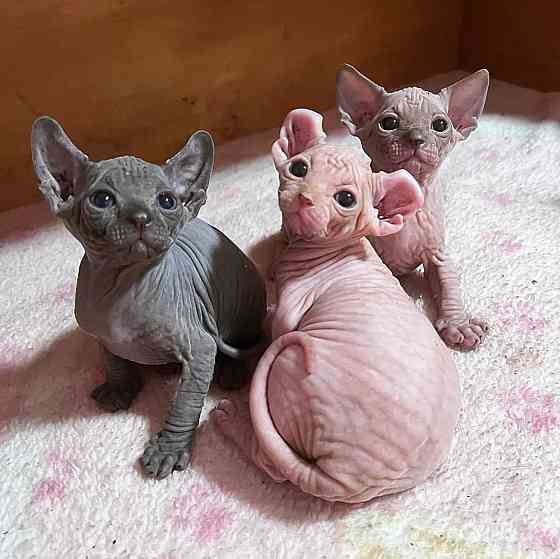 Canadian Sphynx Kittens Берлин