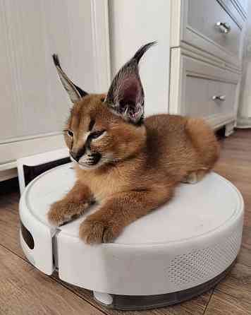 Caracal Kittens Berlin