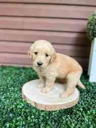 Golden Retriever Welpen Munich