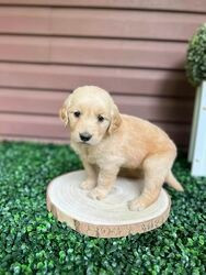 Golden Retriever Welpen München - изображение 1