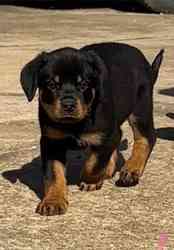 Besondere kleine Rottweiler-Welpen Hannover